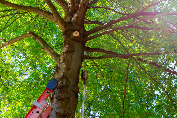 Best Tree and Shrub Care  in Waldpt, OR